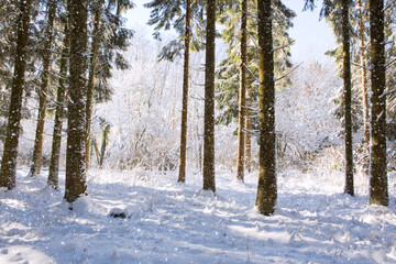 Winter landscape with snow covered fir trees .Christmas background.
