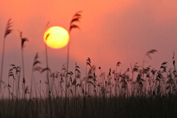 Su rising behind some gras plants