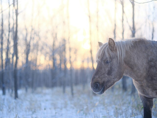 Fototapeta premium 朝焼けと道産子