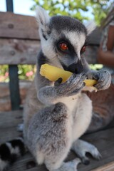 lemur