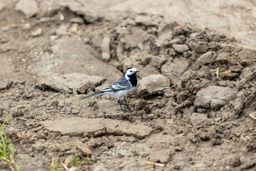 white wagtail