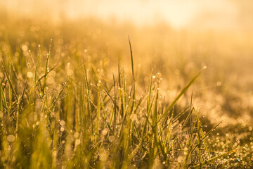 Obraz premium Meadow grass with dew drops in morning light close-up