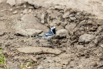 white wagtail