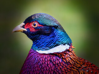 pheasant close up