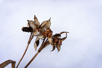 Dry flowers in the snow. Seeds and dried plant on a white background