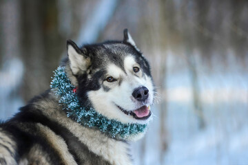 a malamute dog with a Christmas wreath in the winter forest