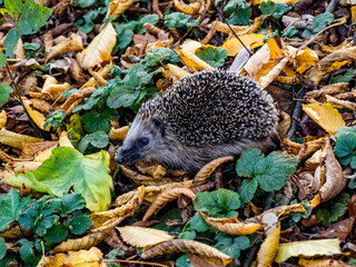 Düsseldorf, Germany, 7 November 2021. A hedgehog making its way through the autumn leaves in...