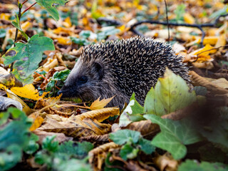 Düsseldorf, Germany, 7 November 2021. A hedgehog making its way through the autumn leaves in Düsseldorf's Volksgarten park.