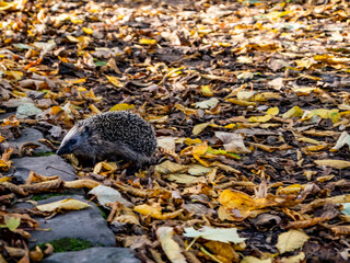 Düsseldorf, Germany, 7 November 2021. A hedgehog making its way through the autumn leaves in Düsseldorf's Volksgarten park.