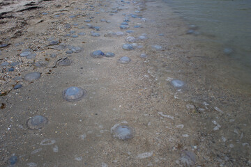 Fototapeta na wymiar Dead jellyfish lie on the seashore on the sand