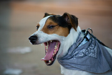 The dog of the Jack Russell breed with a bandana around his neck