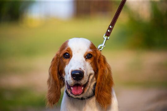Welsh Springer Spaniel Hunting Dog in Nature