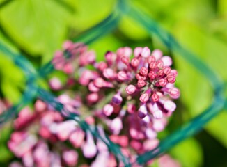 Nahaufnahme Blumenblüte