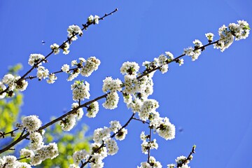 Nahaufnahme Blumenblüte