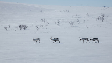 herd of reindeer © Pauli