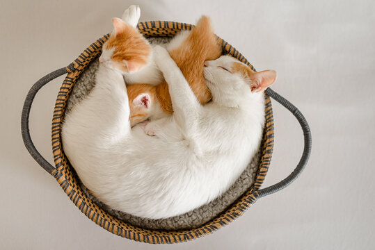 Chatte blanche et ses deux chatons roux dorment dans un panier