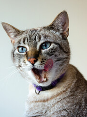 portrait of a gray tabby cat with tongue out