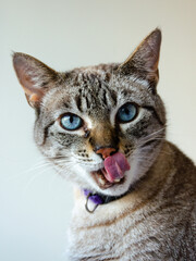 portrait of a gray tabby cat with tongue out looking at camera