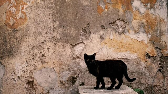 Black cat. Black cat on the background of an old wall.