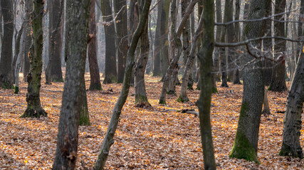 Ujęcie drzew w lesie w czasie jesieni