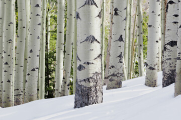 Forrest of aspens in the rockies during winter - Colorado