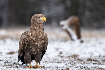 Bielik (white tailed eagle) - obrazy, fototapety, plakaty