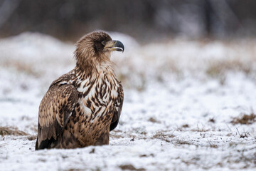 Bielik (white tailed eagle) - profil - obrazy, fototapety, plakaty