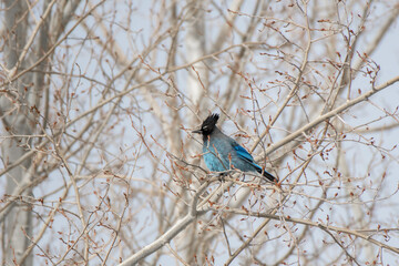 Steller's Jay perched on an aspen - Frisco - Colorado - USA