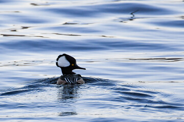 A Hooded Merganser Drake duck swimming in Lake Pleasant, NY