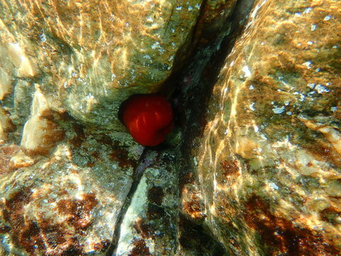 Closed plum anemone, beadlet anemone or red sea anemone (Actinia equina) undersea, Aegean Sea, Greece, Halkidiki
