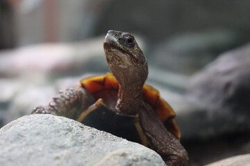 Turtle with orange shell