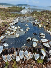 pebbles on the beach