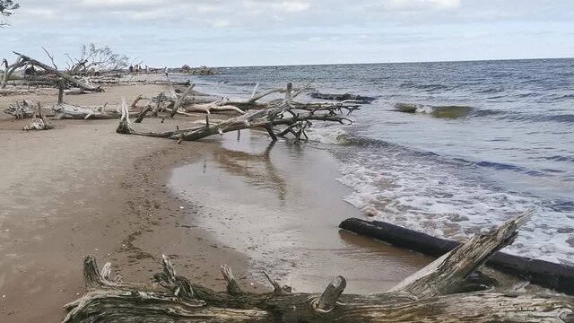 Fallen trees on beach after storm. Baltic sea coast, cape Kolka  (Latvia). Summer day
