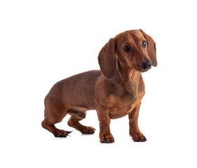 Dachshund, sausage dog, standing