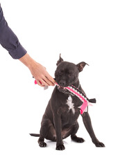 Obraz premium Portrait of an staffordshire terrier dog with a pink woven fabric toy