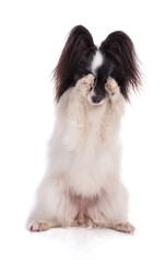 Continental toy spaniel, papillon Dog Isolated