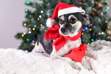 Fototapeta na wymiar Dog on a background of Christmas trees and Christmas lights. A dog in a red Santa Claus hat lies with a red bag of gifts on white fur. Happy New Year .Winter. Pet care.Gifts. Holiday. Space for text