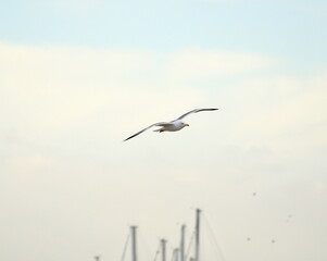 Gabbiano in volo al porto sugli alberi delle barche a vela
