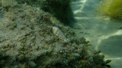 Sea snail Common cerith or European cerith (Cerithium vulgatum) undersea, Aegean Sea, Greece, Halkidiki