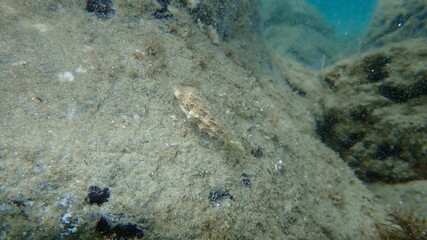 Sea snail Common cerith or European cerith (Cerithium vulgatum) undersea, Aegean Sea, Greece, Halkidiki