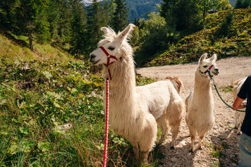 Llamas on the trekking route from beautiful nature landscape in Dolomites, Italy