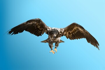 Beautiful black wild Eagle flying