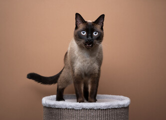 seal point siamese cat standing on scratching barrel meowing on brown background with copy space