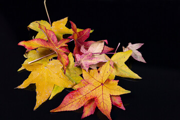 differnent leaves of a sweetgum tree (liquidambar) in red, yellow and green on refleckting...