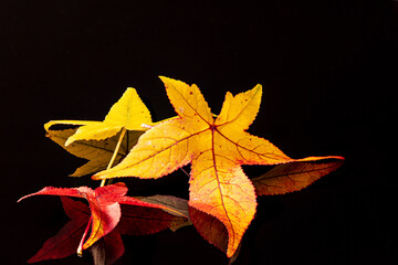 differnent leaves of a sweetgum tree (liquidambar) in red, yellow and green on refleckting unterground and background in black