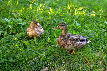 drake and duck, pair of wild ducks on green grass, close-up, selective focu