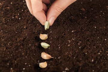Garlic planted in the hole soil. The process of planting garlic cloves in the garden.