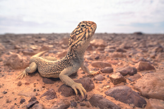 Portrait of a wild Central Netted Dragon (Ctenophorus nuchalis) on gibber plains, Australia