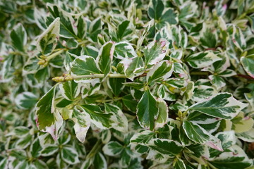 Euonymus fortunei, commonly called wintercreeper euonymus, is a dense, woody-stemmed, broadleaf evergreen to semi-evergreen plant.