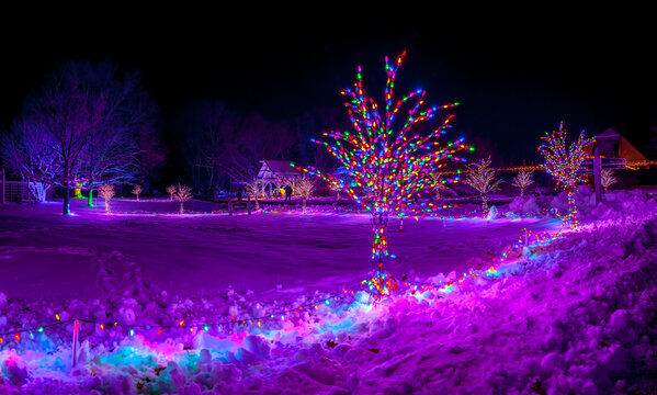 Tree with Christmas lights in winter park at night
